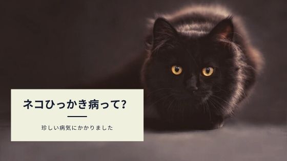 感染症 ネコひっかき病 高熱 リンパ節の腫れがひかない 写真で見る症状 治療 カップルブログ たこみそ